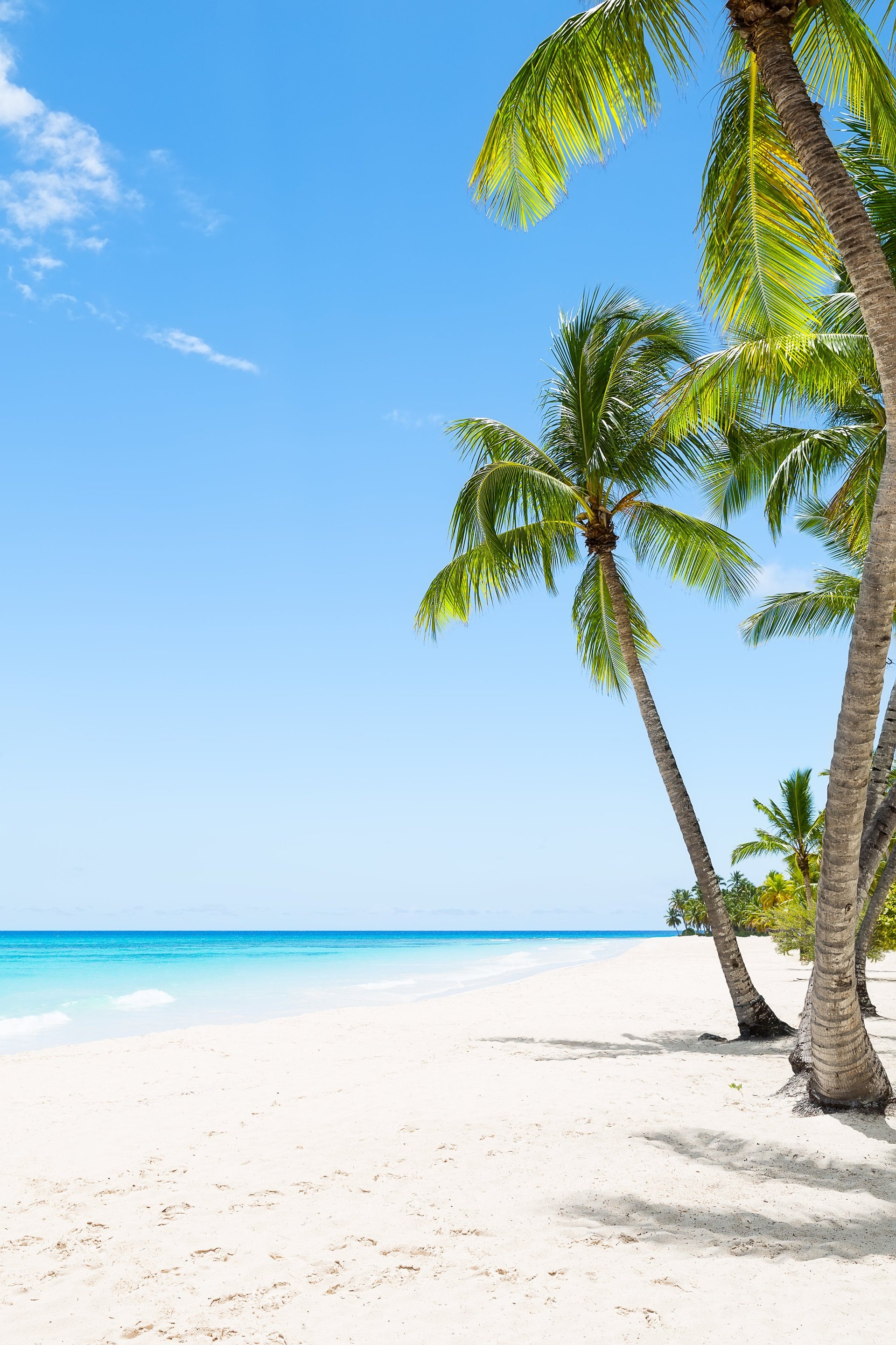 Aerial view of pristine white sand beach with turquoise Caribbean waters and palm trees